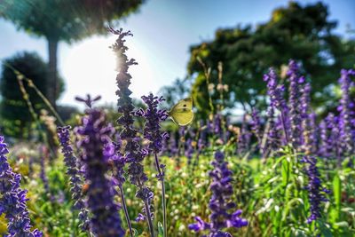 Close-up of bee on lavender flowers