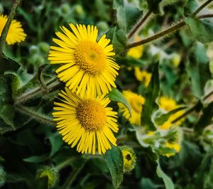 Close-up of yellow flowering plant