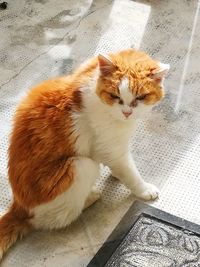 Portrait of cat sitting