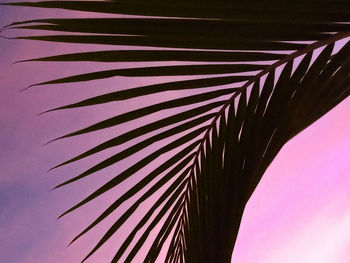 Low angle view of palm tree against sky