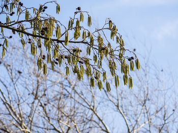 Low angle view of frozen tree against sky