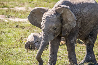 Elephant in a field