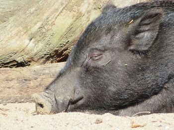 Close-up of pig relaxing on field