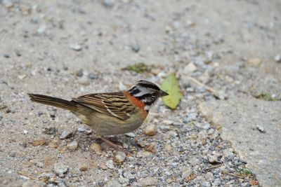 Side view of bird on ground