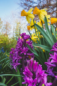 Close-up of purple flowering plants