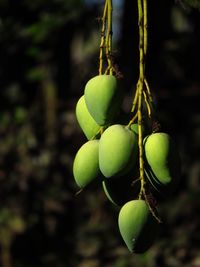 Close up of grapes