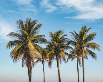 Low angle view of palm trees against sky