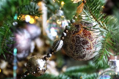 Close-up of christmas tree