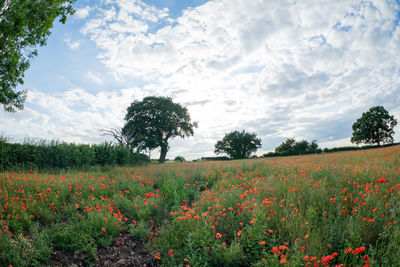 Scenic view of flowering plants on field against sky