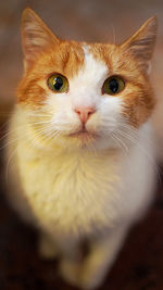 Close-up portrait of a cat