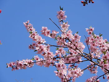 Low angle view of cherry blossoms against blue sky