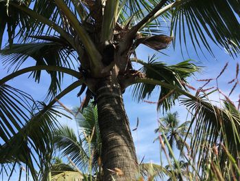 Low angle view of palm tree against sky