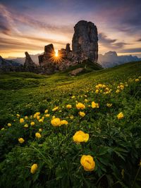 Yellow flowering plants on land against sky during sunset