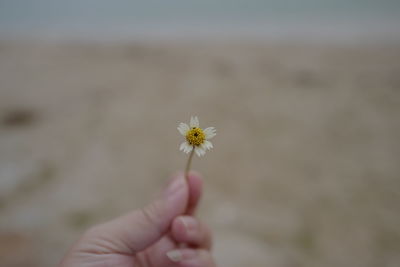 Cropped image of person holding dandelion against white background