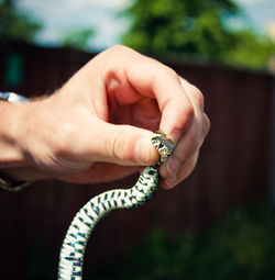 Cropped hand of person holding snake