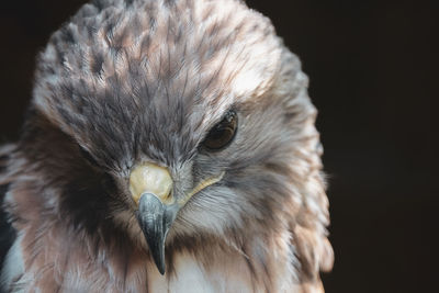 Close-up portrait of owl