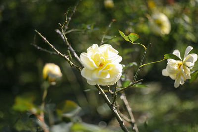 Close-up of white rose