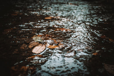 High angle view of raindrops on water