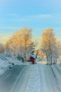 Bare tree on snow covered landscape