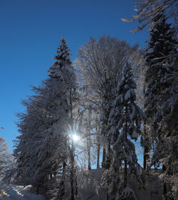 Low angle view of frozen trees against clear sky