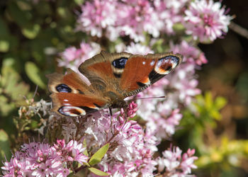 Close-up of butterfly pollinating on pink flower