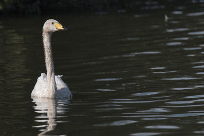 Bird swimming in lake