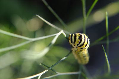 Close-up of swallowtail caterpillar on leaf