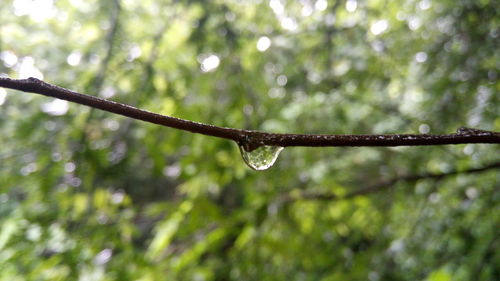 Close-up of raindrops on branch