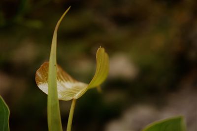 Close-up of flowering plant