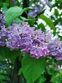 Close-up of purple flowering plant