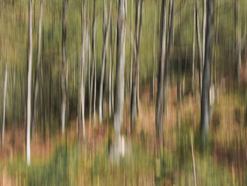 Full frame shot of trees on field