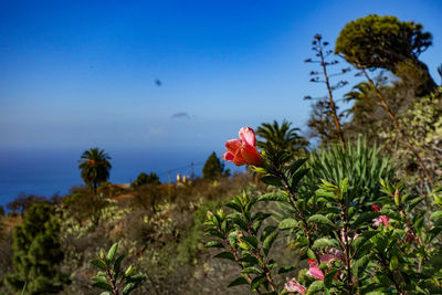 Close-up of red flowering plants against blue sky