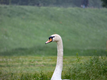 Close-up of swan on field