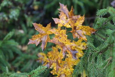 Close-up of yellow maple leaves on branch