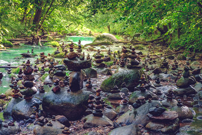 View of snake on rock in forest