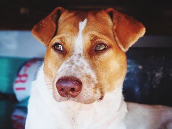 Close-up portrait of a dog