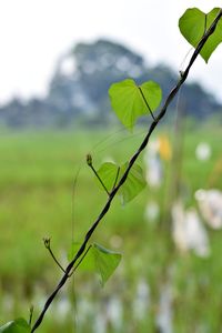 Close-up of fresh green plant leaves