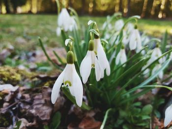 Close-up of white flowers blooming outdoors