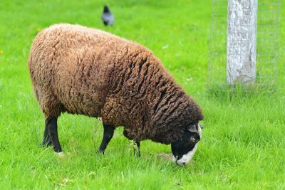 Sheep grazing on grassy field