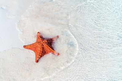 High angle view of starfish on beach