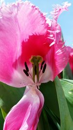 Close-up of pink flower