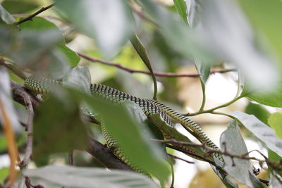 Close-up of plant