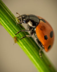 Close-up of insect on leaf