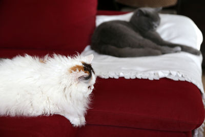 Close-up of two cats on red sofa at home