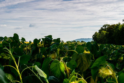 Plants growing on field against sky