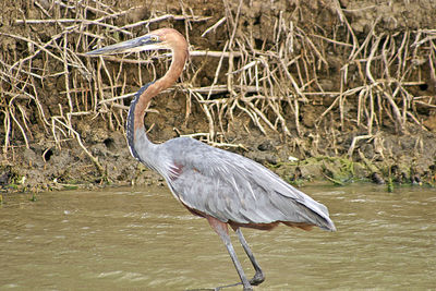 Close-up of gray heron in water