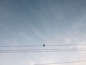 Low angle view of birds perching on cable