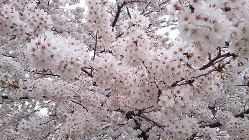 Close-up of cherry blossoms in spring