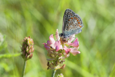 Close-up of butterfly pollinating on pink flower