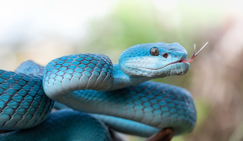 Close-up of blue lizard